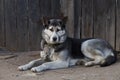 Chain dog, lying on the sidewalk near a wooden fence Royalty Free Stock Photo