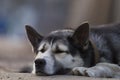 Chain dog, lying on the sidewalk near a wooden fence Royalty Free Stock Photo