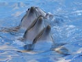 Chain of dolphins in dolphinarium