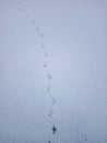 A path from the tracks of a fleeing bird in the snow.