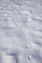 Chain of footprints from the paws of red fox in winter on flat surface covered with snow