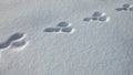 A chain of hare tracks on fresh white snow in winter Royalty Free Stock Photo