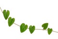 Chain of heart-shaped green leaf vine, Raphistemma hooperianum ( Royalty Free Stock Photo