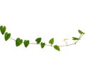 Chain of heart-shaped green leaf vine, Raphistemma hooperianum ( Royalty Free Stock Photo