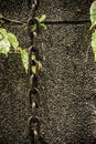 Chain and leaves on wall Royalty Free Stock Photo