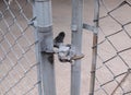 Chain link fence closeup photo. Royalty Free Stock Photo