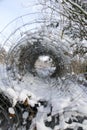 Chain-link fence in the forest