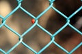 Chain-link fence with ladybug / Coccinellidae Royalty Free Stock Photo