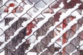 Chain-link fencing covered by snow. Royalty Free Stock Photo