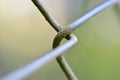 chain-link mesh lattice fence mesh Wire detail Royalty Free Stock Photo