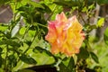Rose In A Garden Royalty Free Stock Photo