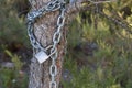 Chain and padlock on the bark of a pine to eventually close the path to the vulture of the Projecte Canyet in Alcoy