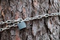 The chain and padlock on the trunk of pine, the chain wraps around the barrel and closed on the lock Royalty Free Stock Photo