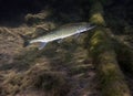 Chain Pickerel - Morrison Springs Royalty Free Stock Photo