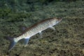 Chain Pickerel - Profile Royalty Free Stock Photo
