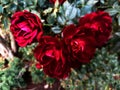 Chain of real roses Royalty Free Stock Photo