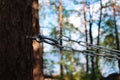 chain and ring to the pine for fixing a person and flogging. concept of sadomasochism, reportage photography.