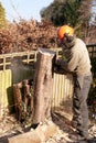 Chain-sawing a slice of tree trunk Royalty Free Stock Photo