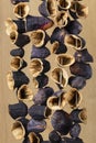Chain of traditional dried Turkish eggplants