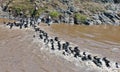Chain of wildebeest crossing the river Mara