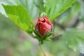 Hibiscus (Red Chaina rose) flowers bud Royalty Free Stock Photo