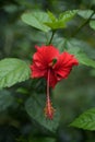 chaina rose flower bloomed on the tree. Royalty Free Stock Photo