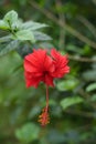 chaina rose flower bloomed on the tree. Royalty Free Stock Photo