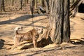 Chained dog Royalty Free Stock Photo