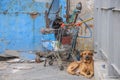 Chained dog lying near the stroller with garbage, whatchdog