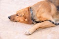 Chained dog with padlock Royalty Free Stock Photo