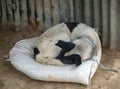 Chained Dog Sleeping on a Bag Royalty Free Stock Photo