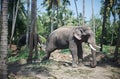 Chained Elephant