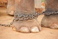 Chained elephant foot