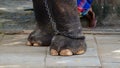 Chained elephant legs close up, human legs in the background. concept of one enjoying freedom while some cannot Royalty Free Stock Photo