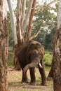 Chained elephant is standing in between two trees