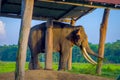 Chained elephant under a tructure at outdoors, in Chitwan National Park, Nepal, cruelty concept Royalty Free Stock Photo