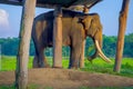 Chained elephant under a tructure at outdoors, in Chitwan National Park, Nepal, cruelty concept