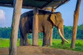 Chained elephant under a tructure at outdoors, in Chitwan National Park, Nepal, cruelty concept