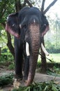 Chained elephant at a zoo Royalty Free Stock Photo