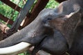 Chained elephant at a zoo