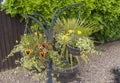 Chained hanging basket with winter flowering pansies Royalty Free Stock Photo