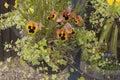 Chained hanging basket with winter flowering pansies Royalty Free Stock Photo