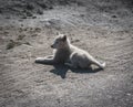 Chained sled dog or husky in Ilulissat, Greenland. Royalty Free Stock Photo