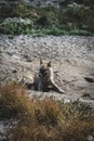 Chained sled dog or husky in Ilulissat, Greenland. Royalty Free Stock Photo