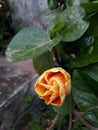 Chaineserose shoeflower flower Royalty Free Stock Photo