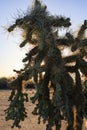 Chainfruit cholla in setting sun Royalty Free Stock Photo