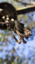 Chains attached to a hook Royalty Free Stock Photo