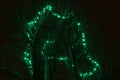 Chains of green lights on tree branches on a winter night Royalty Free Stock Photo