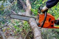 Chainsaw blade cutting falling tree after hard storm Royalty Free Stock Photo