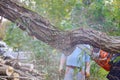 Chainsaw blade cutting falling tree after hard storm Royalty Free Stock Photo